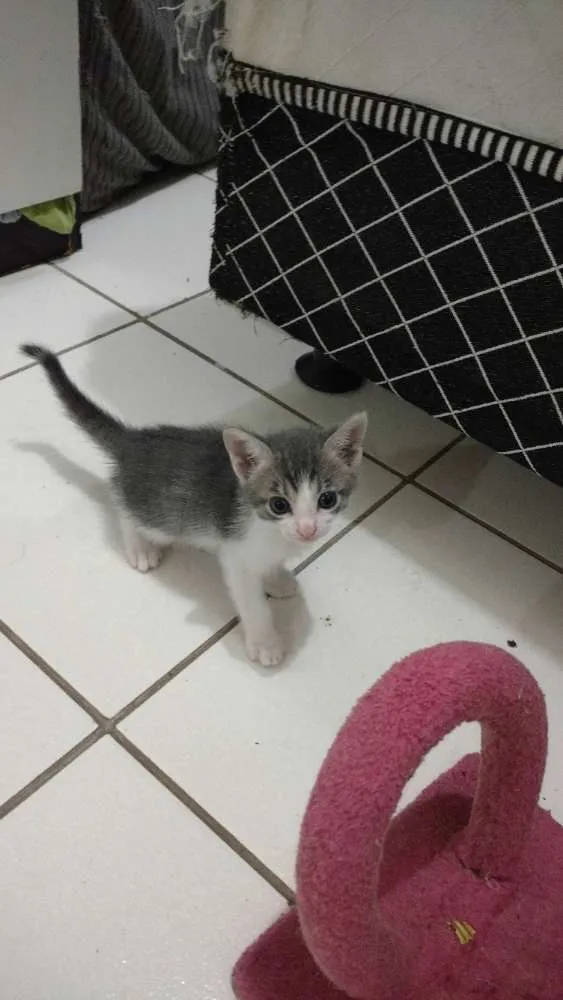 Gato ra a  idade Abaixo de 2 meses nome Nome a critério dos 