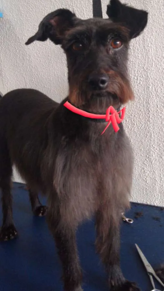 Cachorro ra a SRD idade 4 anos nome Malu