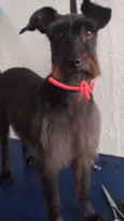 Malu