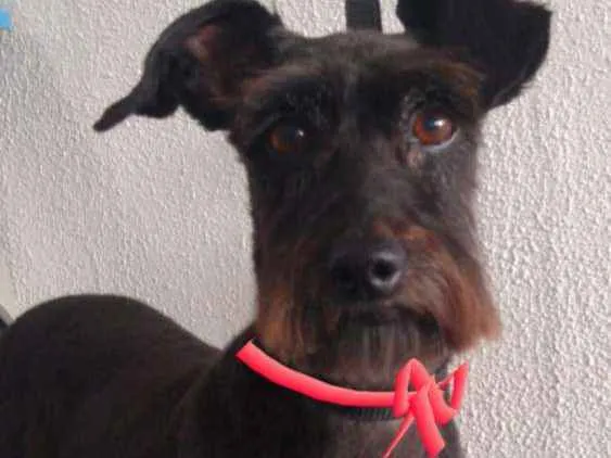 Cachorro ra a SRD idade 4 anos nome Malu