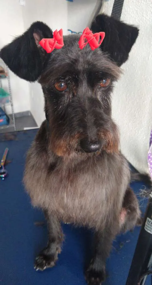 Cachorro ra a SRD idade 4 anos nome Malu