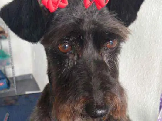 Cachorro ra a SRD idade 4 anos nome Malu
