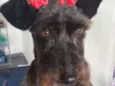 Malu