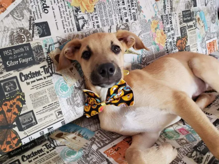 Cachorro raça SRD idade 2 a 6 meses nome Barthô 