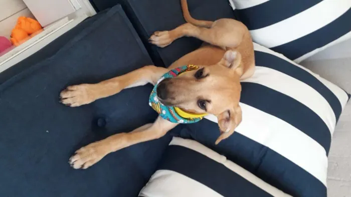 Cachorro raça SRD idade 2 a 6 meses nome Barthô 