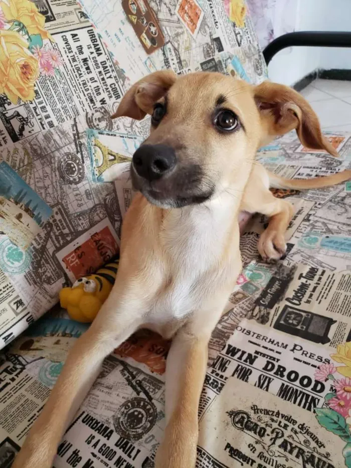 Cachorro raça SRD idade 2 a 6 meses nome Barthô 