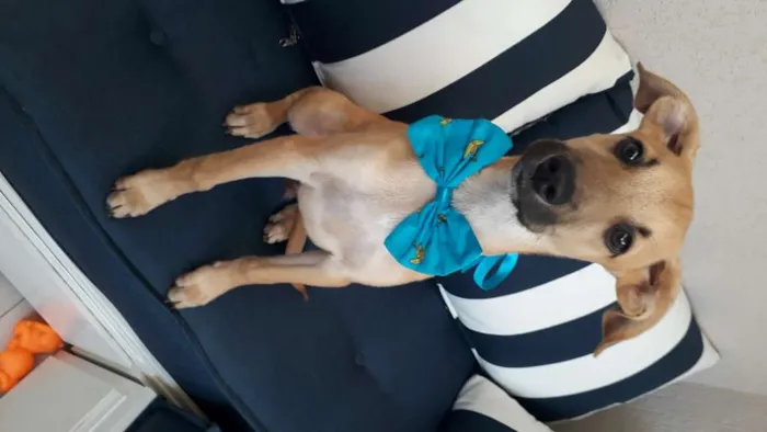 Cachorro raça SRD idade 2 a 6 meses nome Barthô 