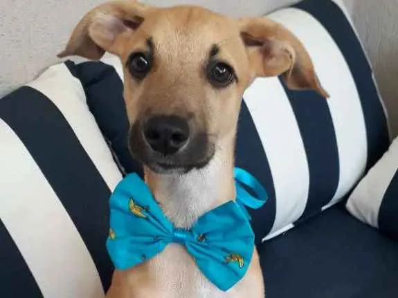 Cachorro raça SRD idade 2 a 6 meses nome Barthô 