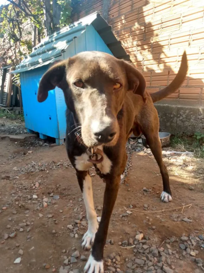 Cachorro ra a Vira-lata idade 3 anos nome Zeus