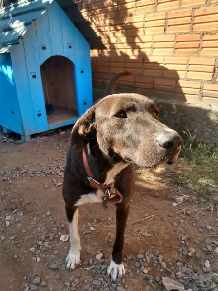 Cachorro ra a Vira-lata idade 3 anos nome Zeus