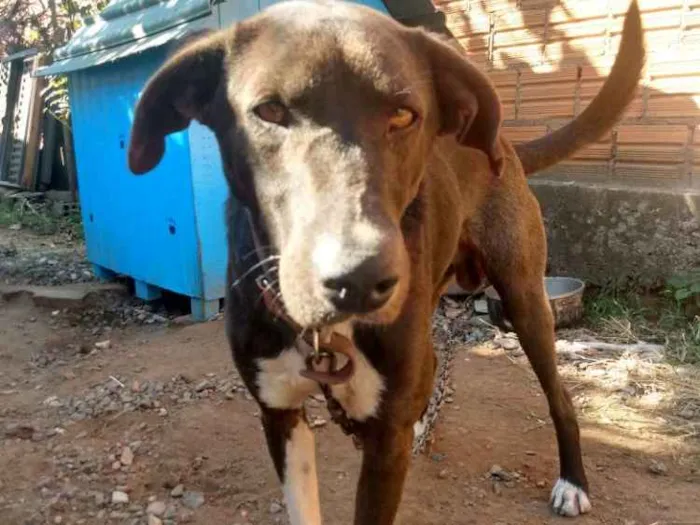 Cachorro ra a Vira-lata idade 3 anos nome Zeus