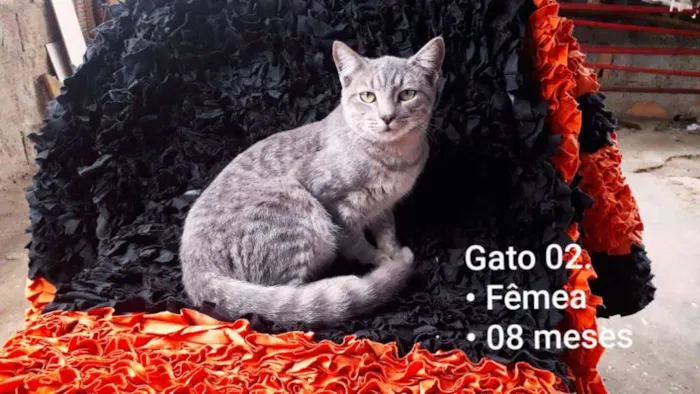Gato raça SRD idade 7 a 11 meses nome Cinzinha
