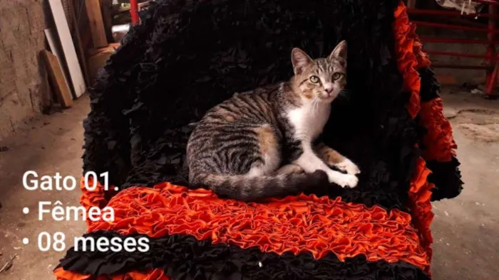 Gato raça SRD idade 7 a 11 meses nome Juninha