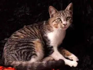 Gato raça SRD idade 7 a 11 meses nome Juninha