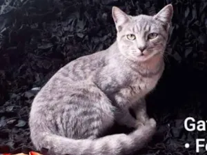 Gato raça SRD idade 7 a 11 meses nome Cinzinha