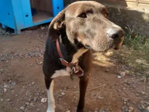 Cachorro raça Vira-lata idade 3 anos nome Zeus