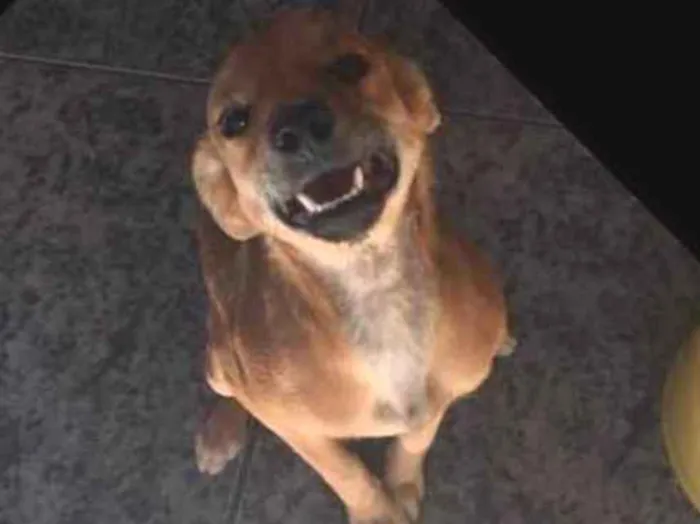 Cachorro ra a SRD idade 7 a 11 meses nome Boneca