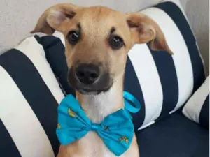 Cachorro raça SRD idade 2 a 6 meses nome Barthô 