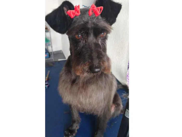 Cachorro ra a SRD idade 4 anos nome Malu