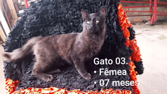Gato raça SRD idade 7 a 11 meses nome Latrel