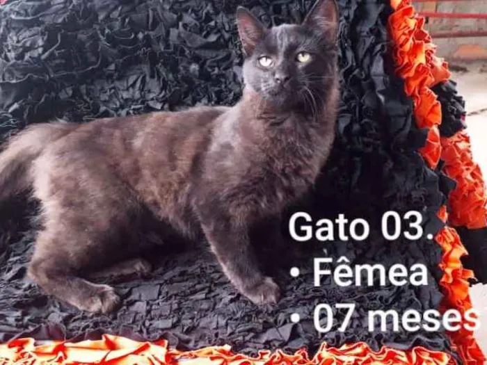 Gato raça SRD idade 7 a 11 meses nome Latrel