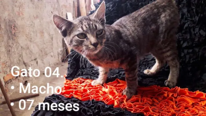 Gato raça SRD idade 7 a 11 meses nome Mancha
