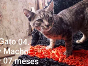 Gato raça SRD idade 7 a 11 meses nome Mancha