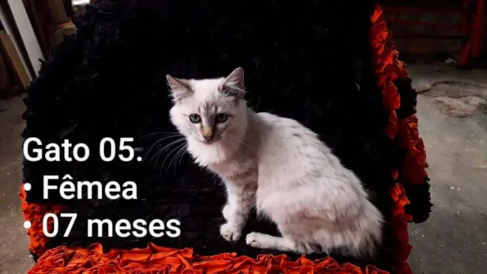 Gato raça SRD idade 7 a 11 meses nome Branca de neve