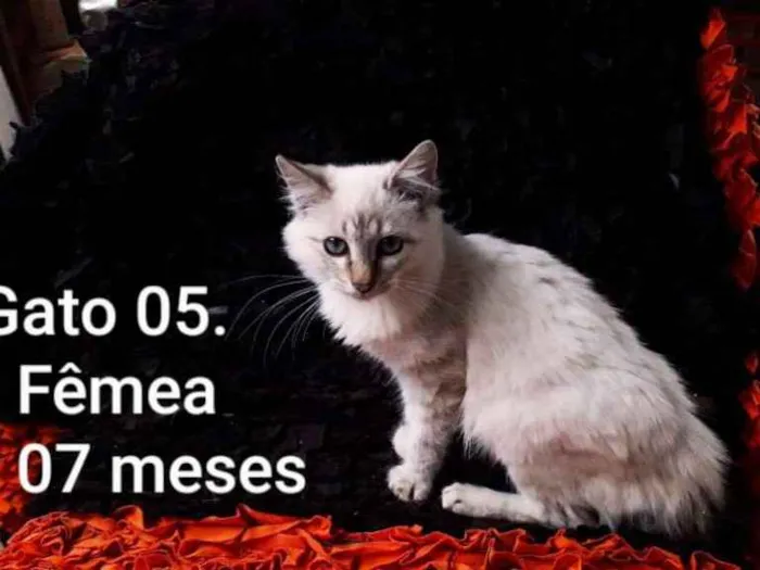 Gato raça SRD idade 7 a 11 meses nome Branca de neve
