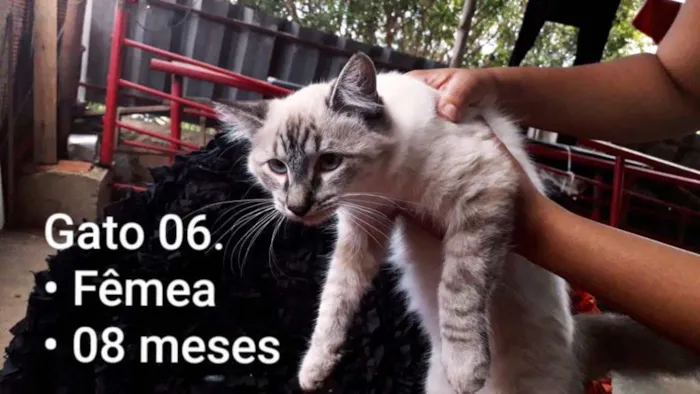 Gato raça SRD idade 7 a 11 meses nome Branquinha