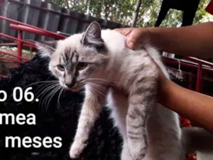 Gato raça SRD idade 7 a 11 meses nome Branquinha