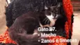 Matcho Man