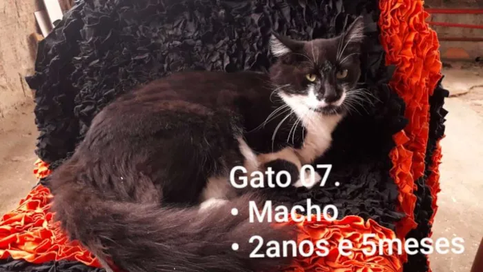 Gato raça SRD idade 2 anos nome Matcho Man