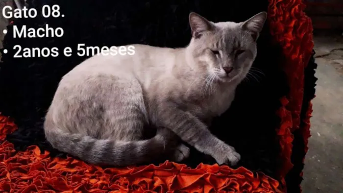 Gato raça SRD idade 2 anos nome Vesgo
