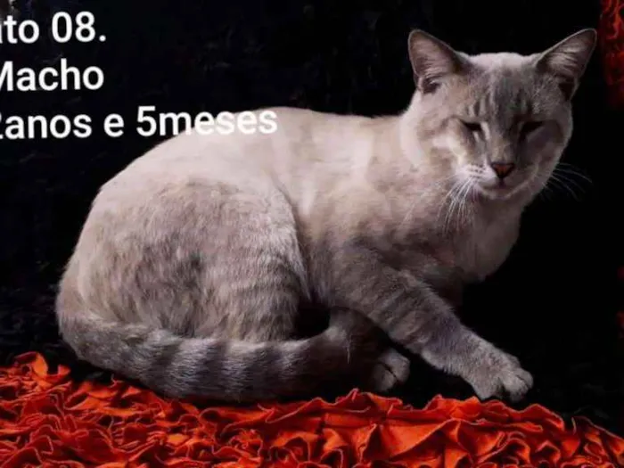 Gato raça SRD idade 2 anos nome Vesgo