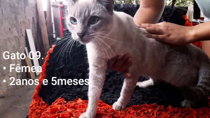Gato raça SRD (Castrada) idade 2 anos nome Branca