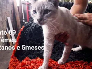 Gato raça SRD (Castrada) idade 2 anos nome Branca