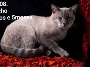 Gato raça SRD idade 2 anos nome Vesgo