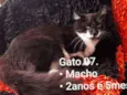 Matcho Man