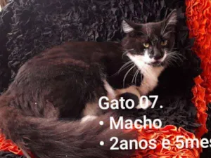 Gato raça SRD idade 2 anos nome Matcho Man