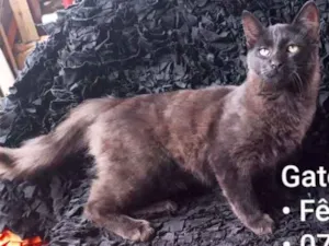 Gato raça SRD idade 7 a 11 meses nome Latrel