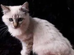 Gato raça SRD idade 7 a 11 meses nome Branca de neve