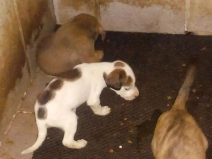 Cachorro ra a Vira lata idade Abaixo de 2 meses nome Sem nomes, são vário