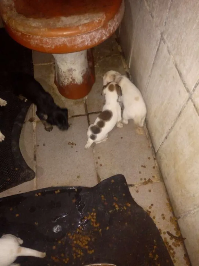 Cachorro ra a Vira lata idade Abaixo de 2 meses nome Sem nomes, são vário