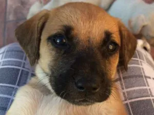 Cachorro raça Sem raça definida idade 2 a 6 meses nome Filhotes abandonados