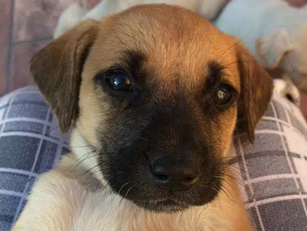 Cachorro ra a Sem raça definida idade 2 a 6 meses nome Filhotes abandonados