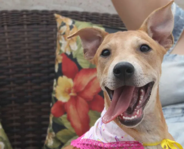 Cachorro raça Mix de Akita idade 2 a 6 meses nome Vênus (Filhote)