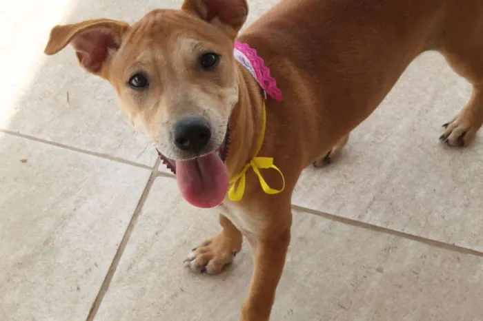 Cachorro raça Mix de Akita idade 2 a 6 meses nome Vênus (Filhote)