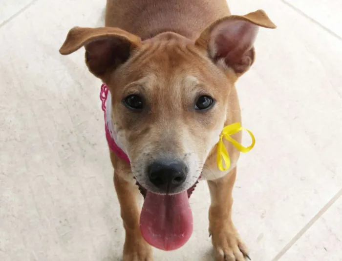 Cachorro raça Mix de Akita idade 2 a 6 meses nome Vênus (Filhote)