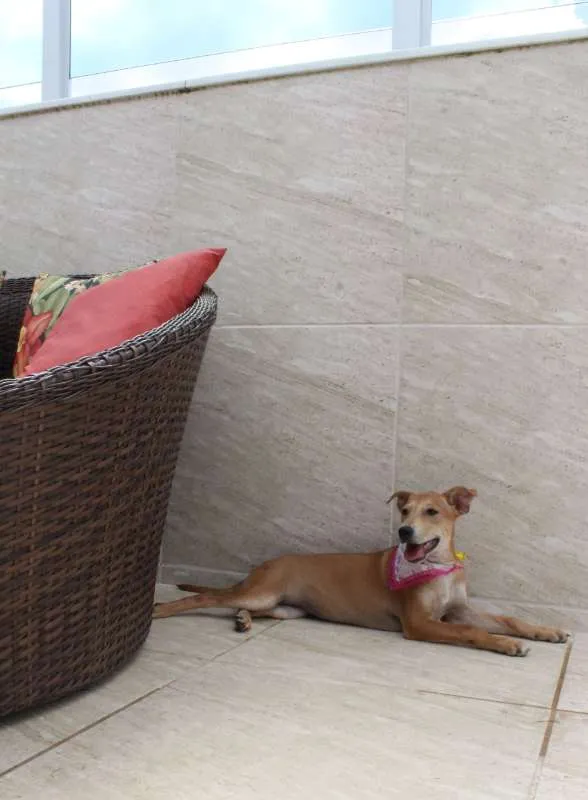 Cachorro raça Mix de Akita idade 2 a 6 meses nome Vênus (Filhote)